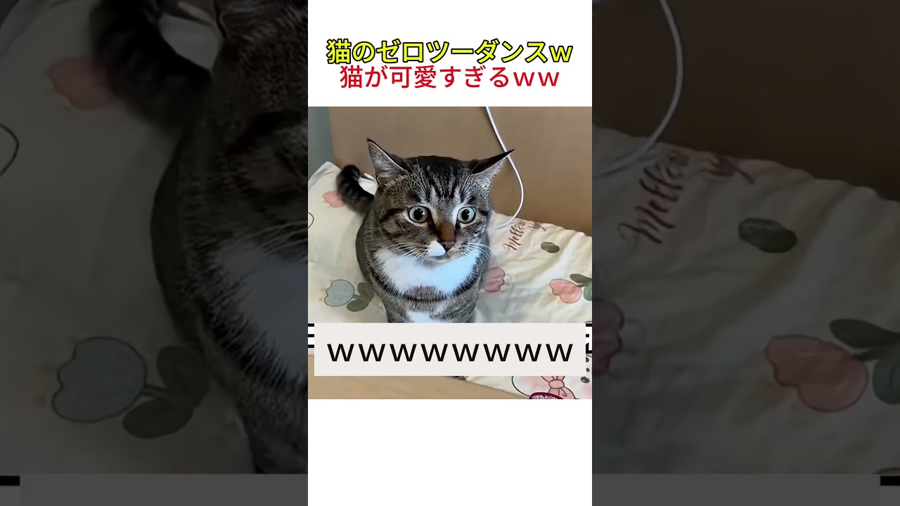 猫のゼロツーダンスｗ猫が可愛すぎるｗｗ #youtubeshorts #おすすめ #shorts