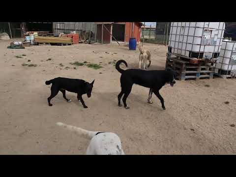 Vídeo de GNOCCHI