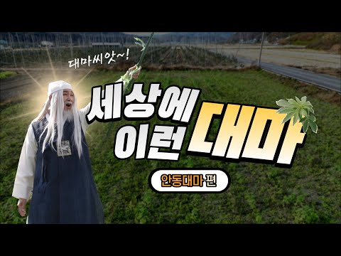 안동 대마-세상에 이런 대마! (Feat. 경북산업용헴프규제자유특구) #헴프 #헴프씨드 #대마 #안동포 #경북산업용헴프규제자유특구