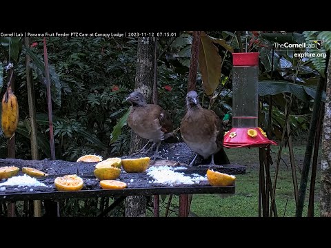 Gray-headed Chachalacas and Snowy-bellied Hummingbird            07 14 50 11 12 23