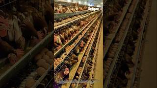 Download lagu Di dalam sebuah peternakan telur raksasa: jutaan ayam dan telur. mp3