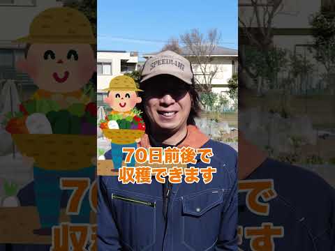 野菜、永遠の多年草、スパイシーなレモンのようなスイバ、独特の風味、味に慣れる