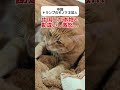 トランプのモノマネ芸人に激怒する中国人