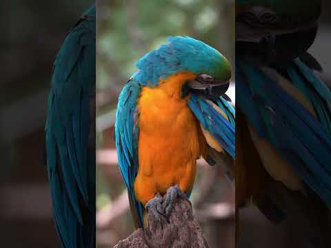 Parrot at the zoo in Medellin #medellin #colombia #parrot #zoo