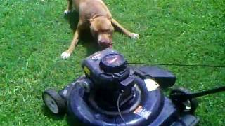 preview picture of video 'PITBULL ATTACK LAWN MOWER (DEMON)'