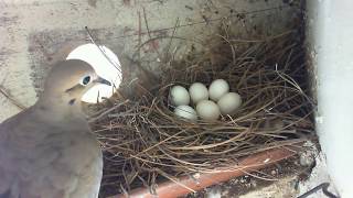 Female mourning dove comes back to the nest. Sitting on six eggs is an art.