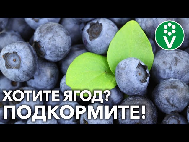 СХЕМА ПОДКОРМКИ ГОЛУБИКИ ПЕРЕД ЗИМОЙ! Что и как внести после листопада