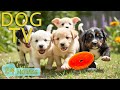 DOG TV Best Video Entertain To Keep Dogs Calm Happy When Home Alone Anti Stress Music For Dogs