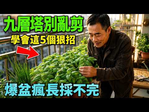 九層塔種一年就丟太可惜！學會這五招，一棵越剪越旺，天天摘不完！