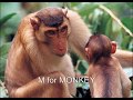 Animals Alphabet Rhymes Video Wild Animal Alphabetical Order A To Z