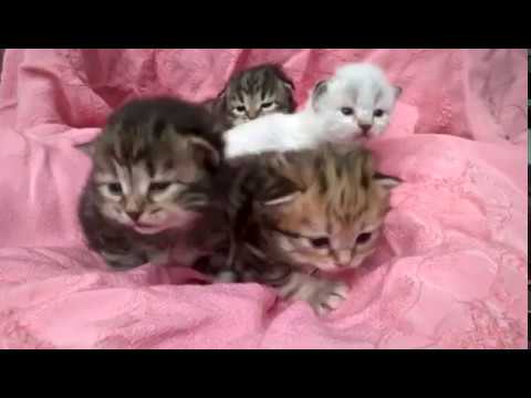 Allevamento gatti siberiani Le Terre Selvagge Cucciolata C 1 mese