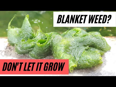 How to prevent BLANKET Weed from growing in your pond!