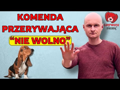 Jak nauczyć psa komendy nie wolno, zostaw, NIE? 4 etapy krok po kroku