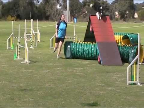 Dogs West Fundraiser 2012 - Charli Masters Agility