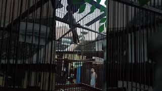 Download lagu Suara kedasih mp3 Download lagu Suara kedasih mp3