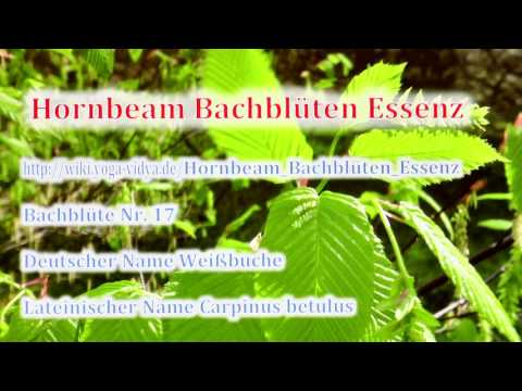 Hornbeam Bachblüten Essenz