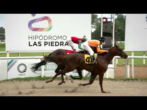 220226 c01 - DOG BRILLANTE - HIPODROMO LAS PIEDRAS
