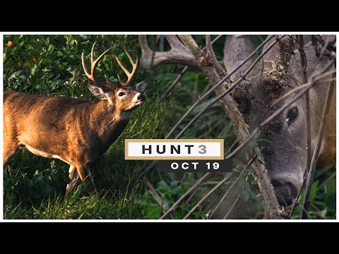 HUNT 3 | The Weather AND Bucks Are Changing