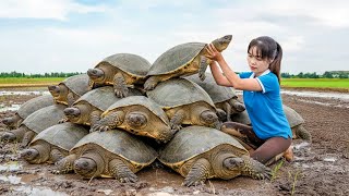 Download lagu Capturei Muitas Tartarugas-de-Pedra Gigantes nas Montanhas Rochosas e Levei ao Mercado – Vida Rural mp3