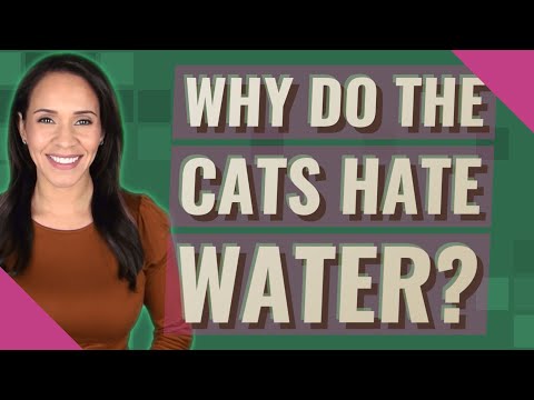 Why do the cats hate water?