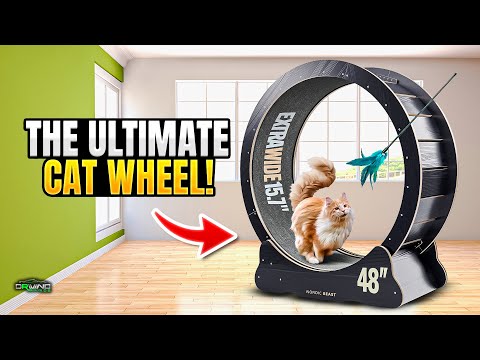 Why Every Cat Needs This Huge Cat Wheel! | Nordic Beast Cat Wheel