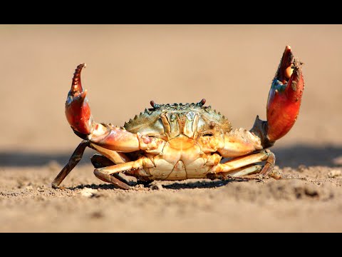 image-Can you eat lobster stomach?