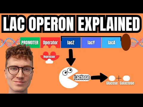 LAC OPERON EXPLAINED