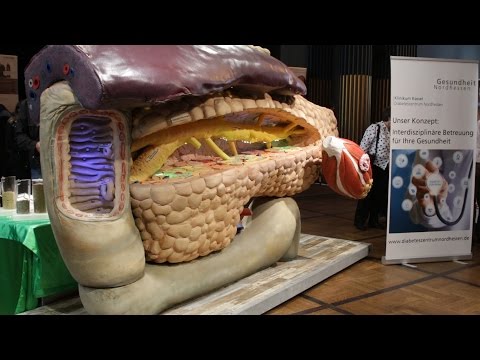 Am Pankreas-Modell erklärt: So arbeitet die Bauchspeicheldrüse