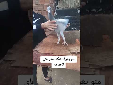 , title : 'اغرب طير حمام 😂'