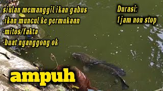 Download lagu siulan pemanggil  ikan ...durasi 1jam non stop...ampuh banget.. mp3 Download lagu siulan pemanggil  ikan ...durasi 1jam non stop...ampuh banget.. mp3