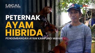 Pusat Pengembangan Ayam Hibrida di Balikpapan, Hasilkan Jenis Ayam Kampung Mahar