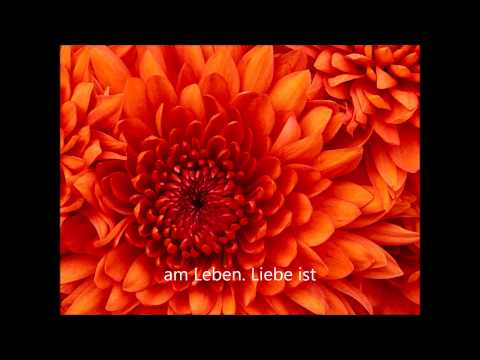 Liebe endet nie Lyrics