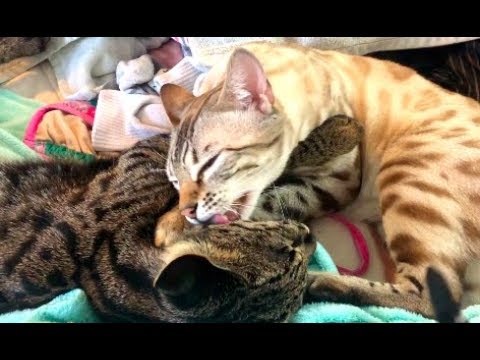 Do Savannah Cats Get Along with Other Cats?