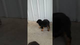 Video preview image #10 Rottweiler Puppy For Sale in RIEGELWOOD, NC, USA
