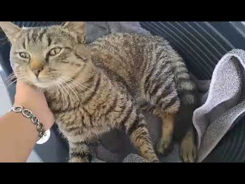 Caresses à Urmi, Aidofélins Maisons-Laffitte (78)