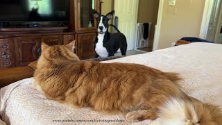 Funny Bouncing Great Dane & Cat Play Whack A Dane On The Bed
