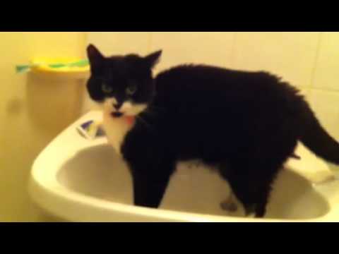 Cat cleans sink