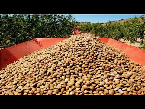 Awesome Almond Cultivation | Technology Almond Farming and Harvest