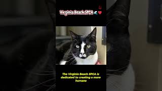 Virginia Beach, your perfect beach buddy is waiting at VBSPCA! 🌊❤️