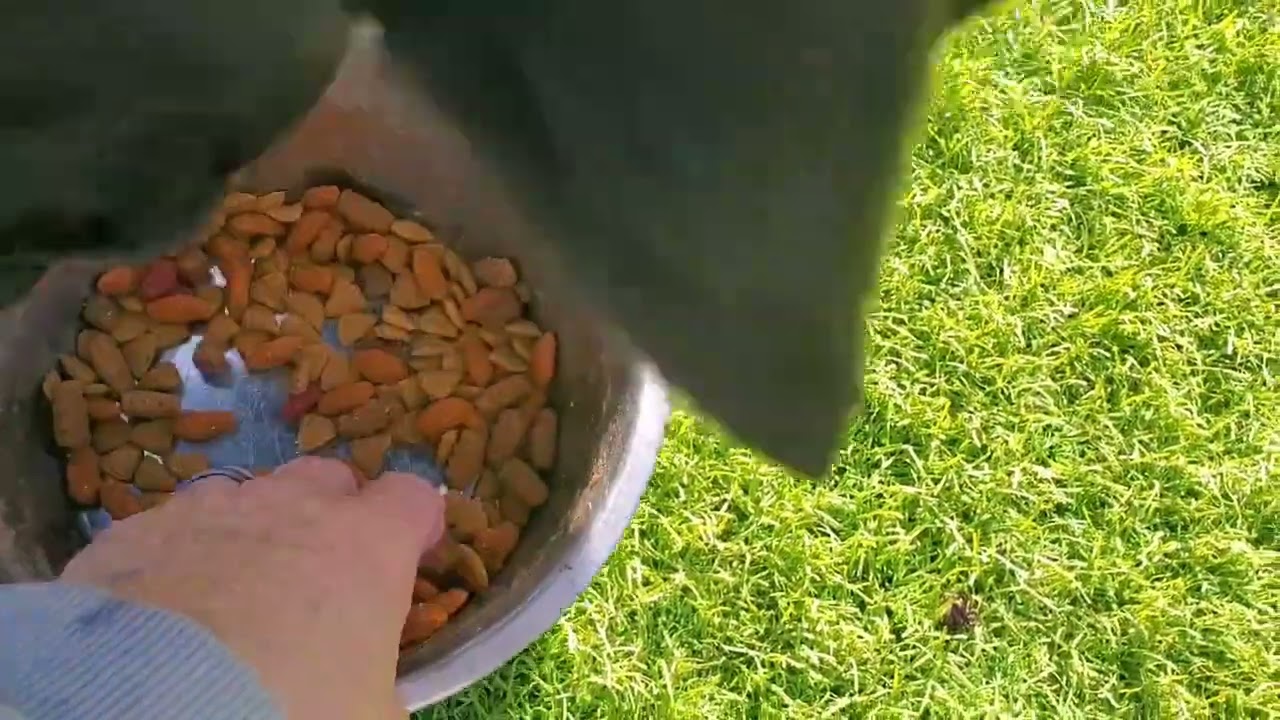 Enlarge Shadow, a ADOPTABLE Labrador Retriever in San Francisco, CA video 6/6