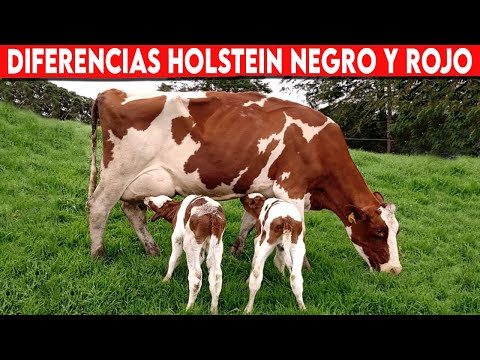 , title : '🔴 Existe Diferencia Entre Las VACAS LECHERAS Holstein Rojo Y Holstein Negro ✅ Gado Leitero'