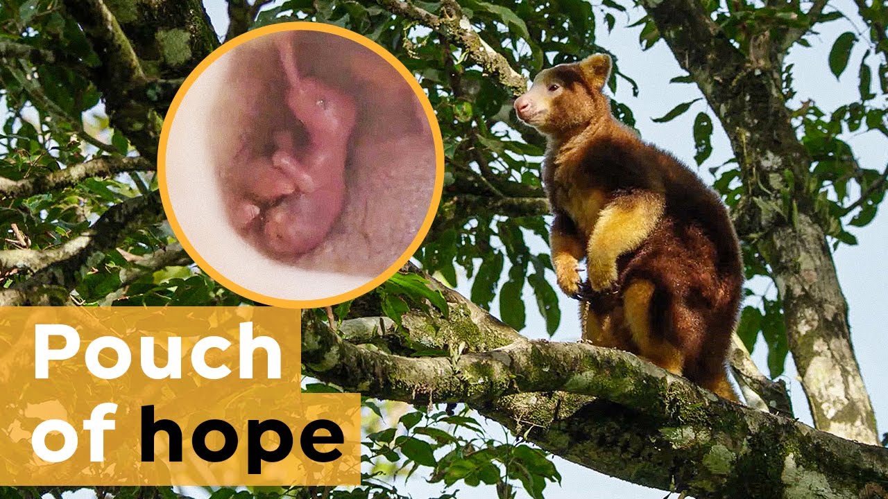 How to Save a Species that is Almost Invisible