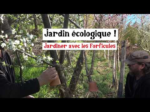 Earwigs: Your Garden's Secret Ecological Ally!