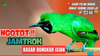 Download lagu 🔴DIJAMIN MASUK ! MASTERAN CUCAK HIJAU FULL ISIAN TEMBAKAN KASAR LANGSUNG EMOSI JAMTROK‼️ mp3