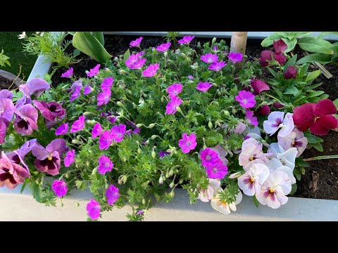 Juni rundvisning i trädgården | sommarblommor, köksträdgård, rosor, blomrabatt 🌸🌺🌼❤️🌸