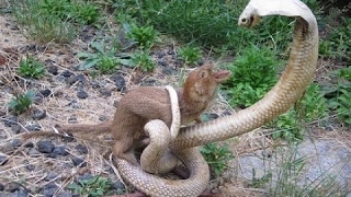 Vahşi Hayvanların Avlanma sanatı  Most Amazing Wild Animals Attacks  2017