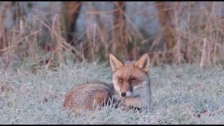 Fox chilling Out