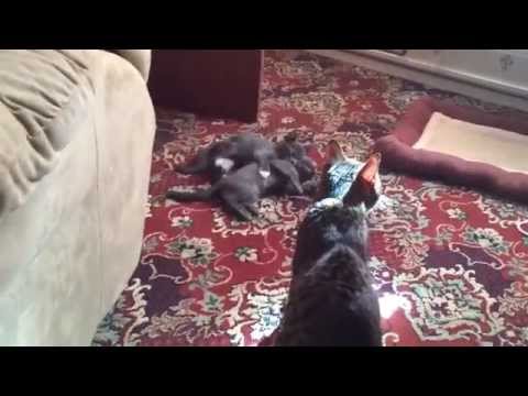 Bengal still having fun with kittens