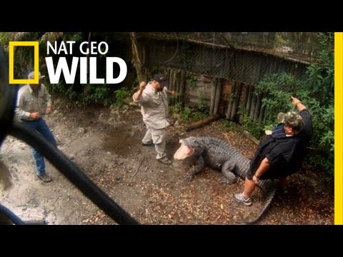 Don't Get Bit! | Swamp Men