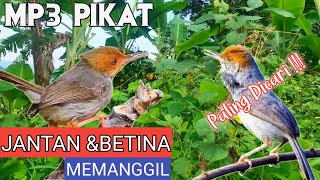 Download lagu SUARA MP3 PIKAT PRENJAK KEPALA MERAH JANTAN & BETINA AMPUH MEMANGGIL PRENJAK LAIN mp3 Download lagu SUARA MP3 PIKAT PRENJAK KEPALA MERAH JANTAN & BETINA AMPUH MEMANGGIL PRENJAK LAIN mp3